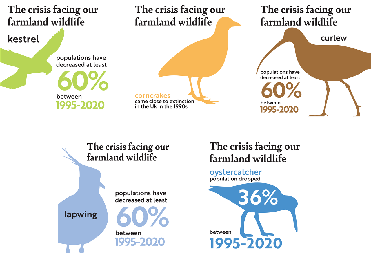  Infographics show the declines of various farmland bird populations. Between 1995 and 2020, kestrel, curlew and lapwing all decreased by at least 60%, while oystercatcher declined by 36%. Corncrake came close to extinction in the 1990s.