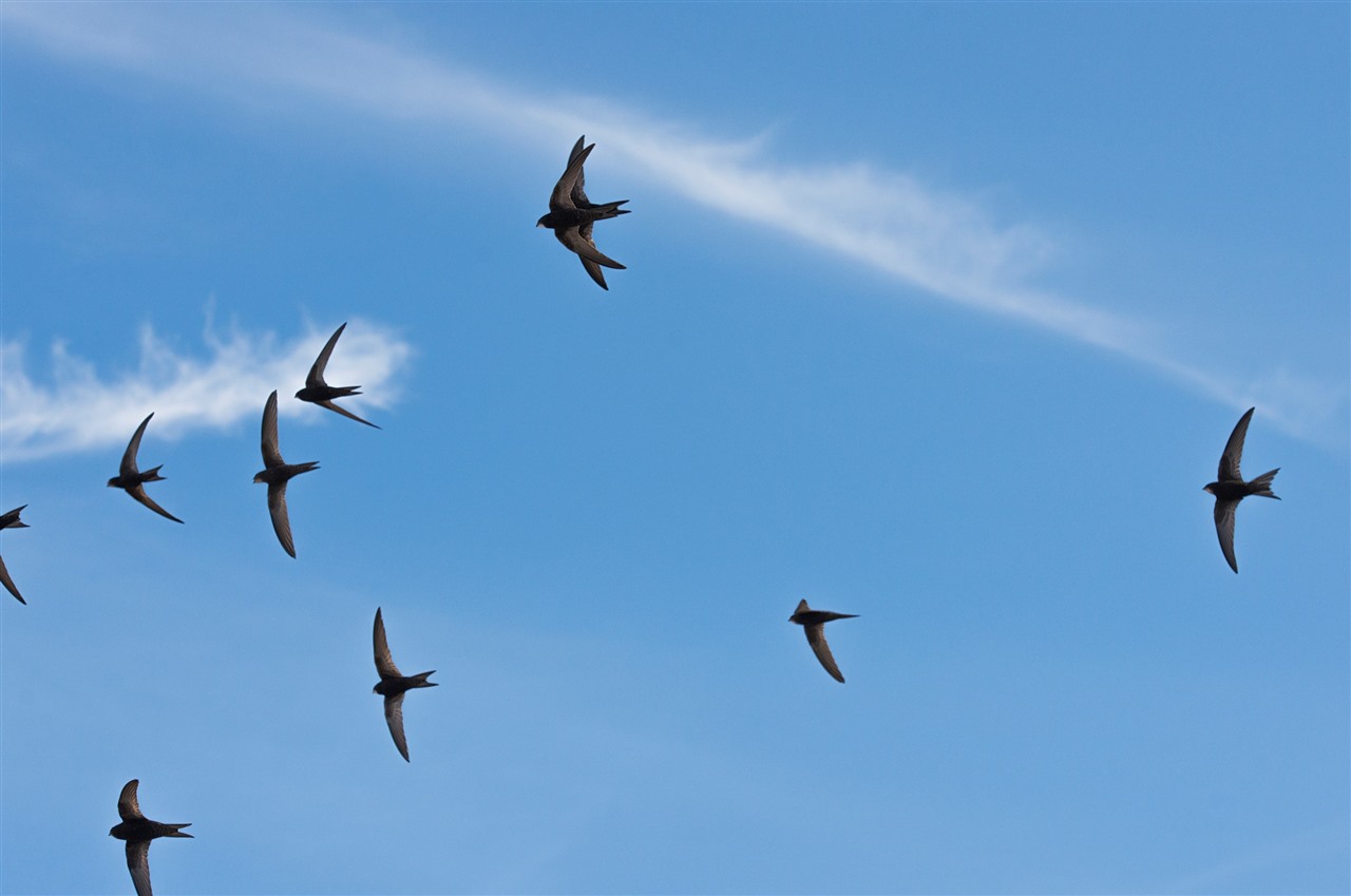  A group of swifts flying in a blue sky