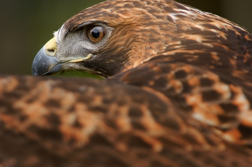 A close up of a golden eagle's face.