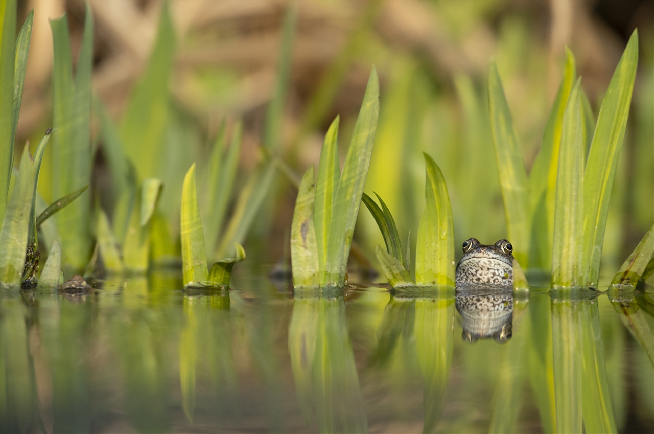 A frog is poking its head above the water in amongst leafy vegetation.
