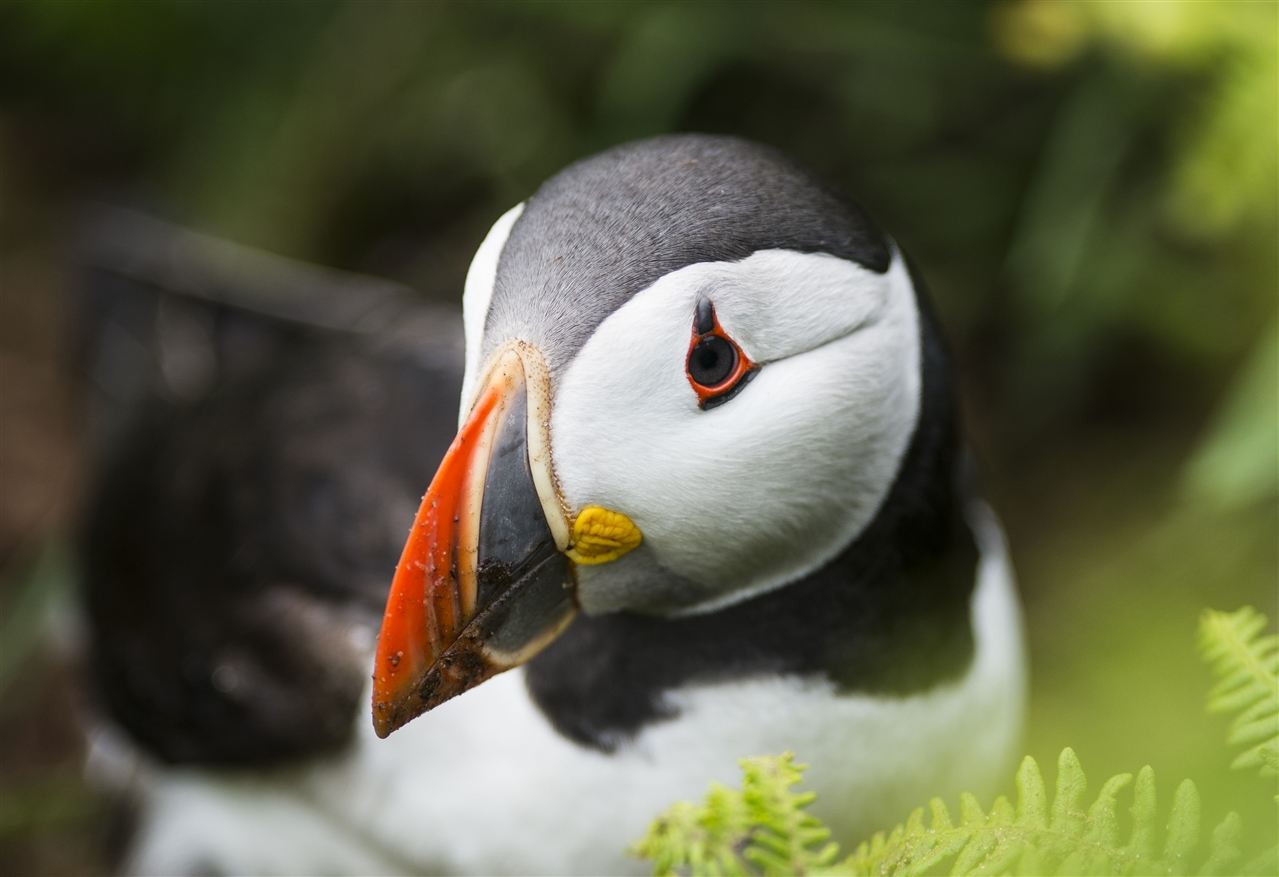 A close up of a Puffin, showing in amongst green vegetation. It has a white face, black head and bright orange bill.