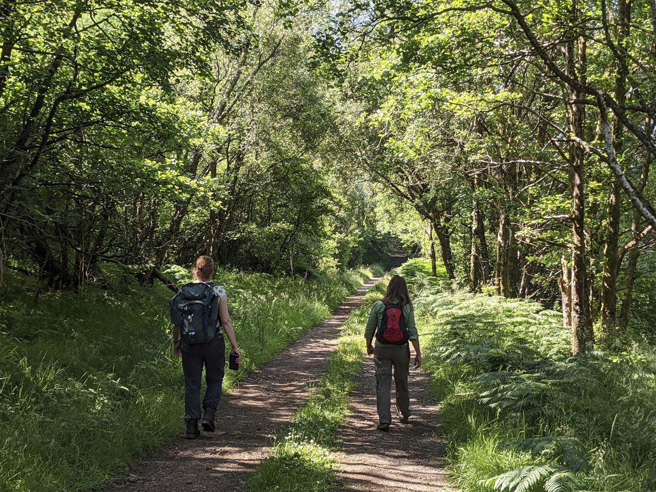 Two people walking along a forest trail, surrounded by trees on all sides.