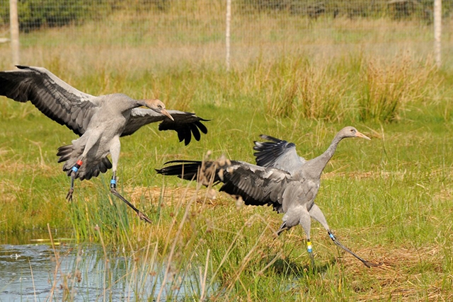 Young cranes released
