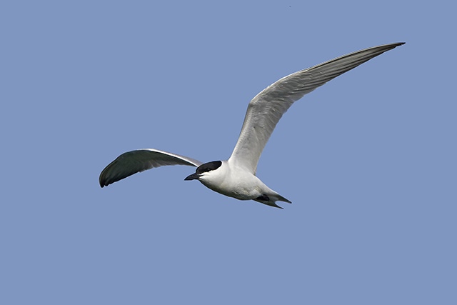 Gull-billed tern