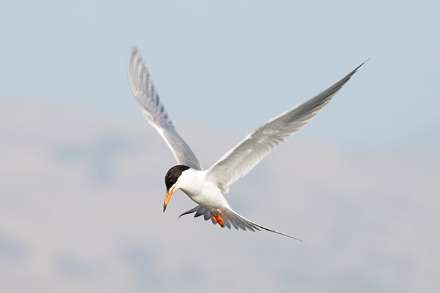 Forester's tern