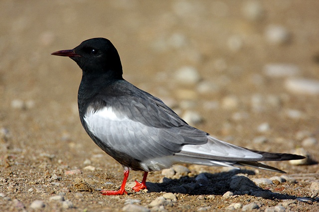 White-winged black tern