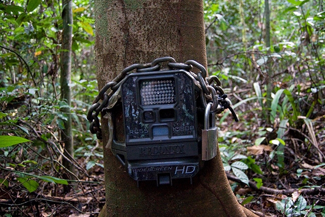 Gola rainforest camera trap