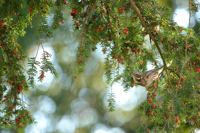 Redwing fatten up on berries to fuel migration