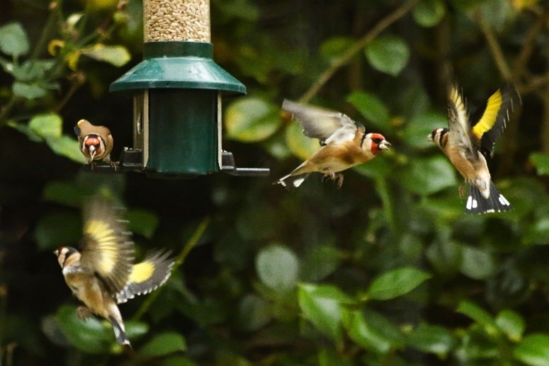 Charming goldfinches