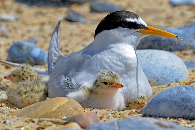 Little tern nesting