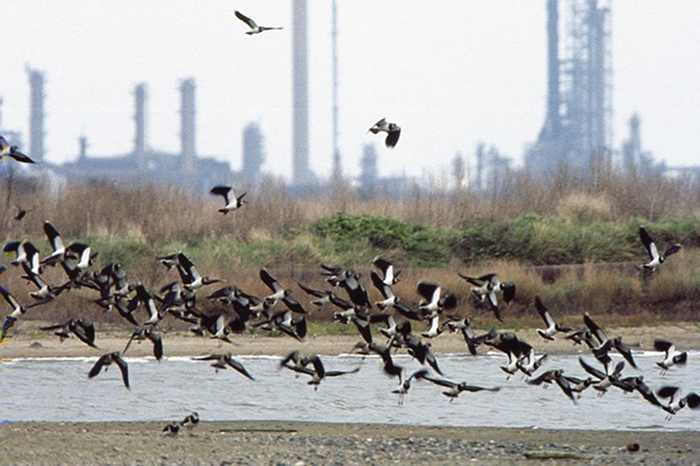 Lapwing flock together in winter