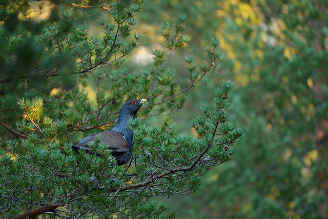 Capercaillie feed on pine seeds in winter