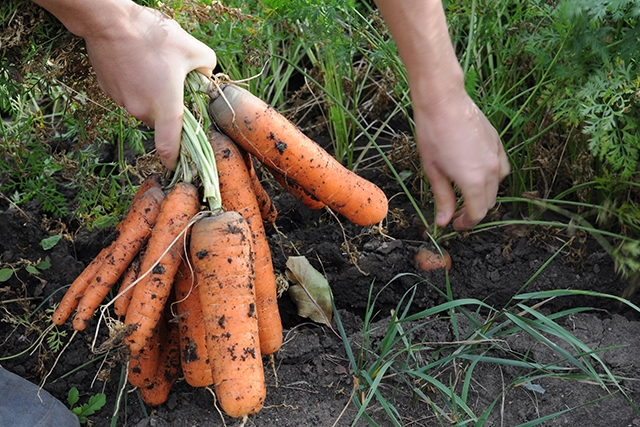 Reduce carbon footprint by growing your own food