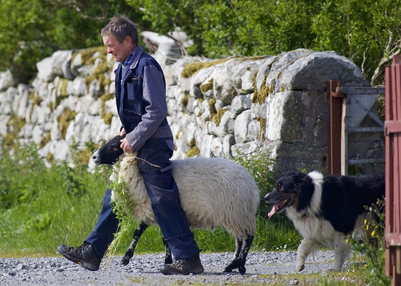 A farmer walking by a stone wall alongside a sheep and black collie dog.