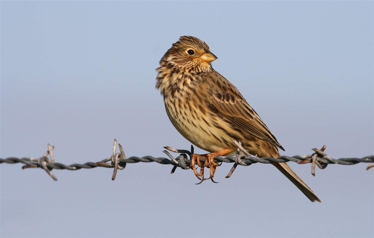 A Corn Bunting is perched on a line of barbed wire. It is a small, brown bird with a pale breast and dark, mottled patches.