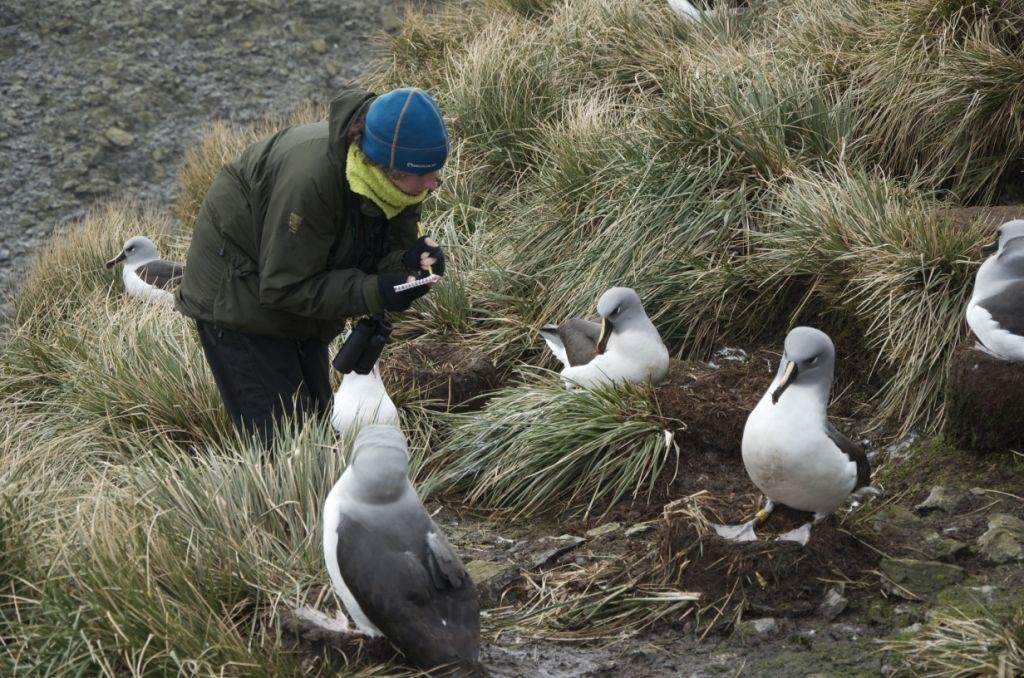 Steph recording ring numbers of nesting grey-headed albatross 