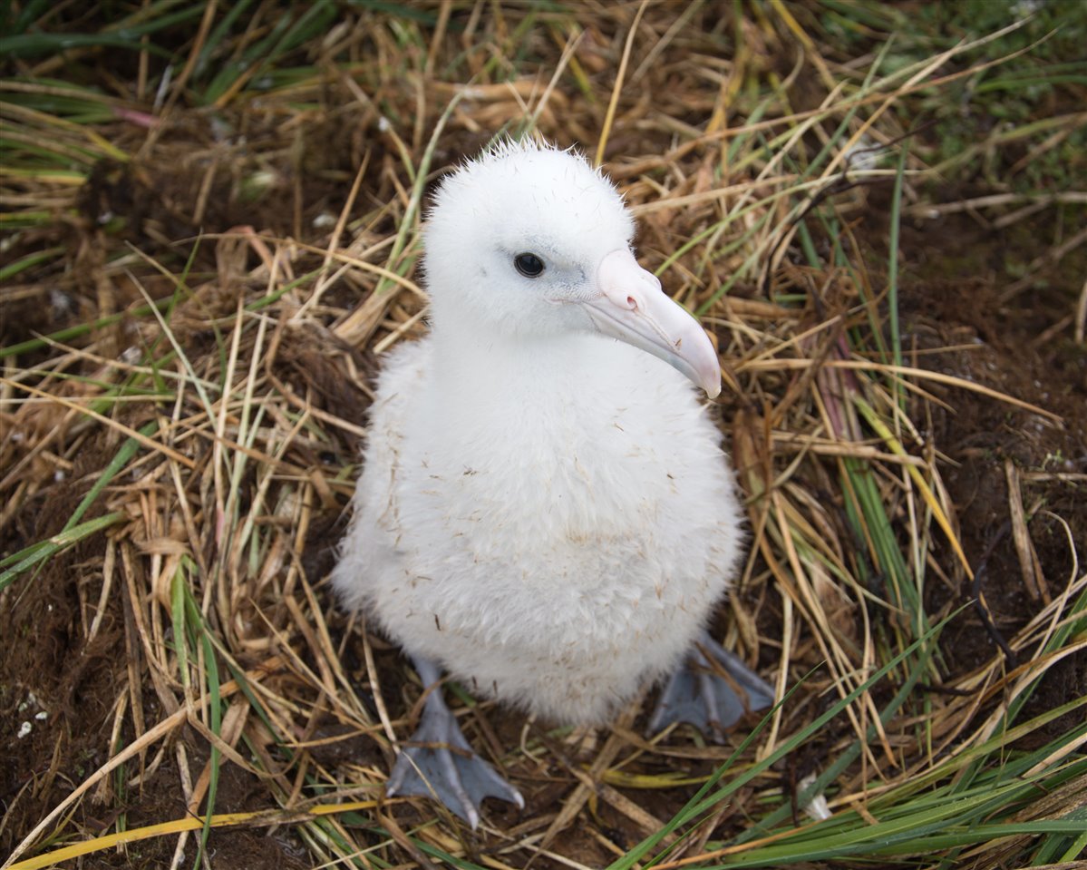 Wandering albatross chick 