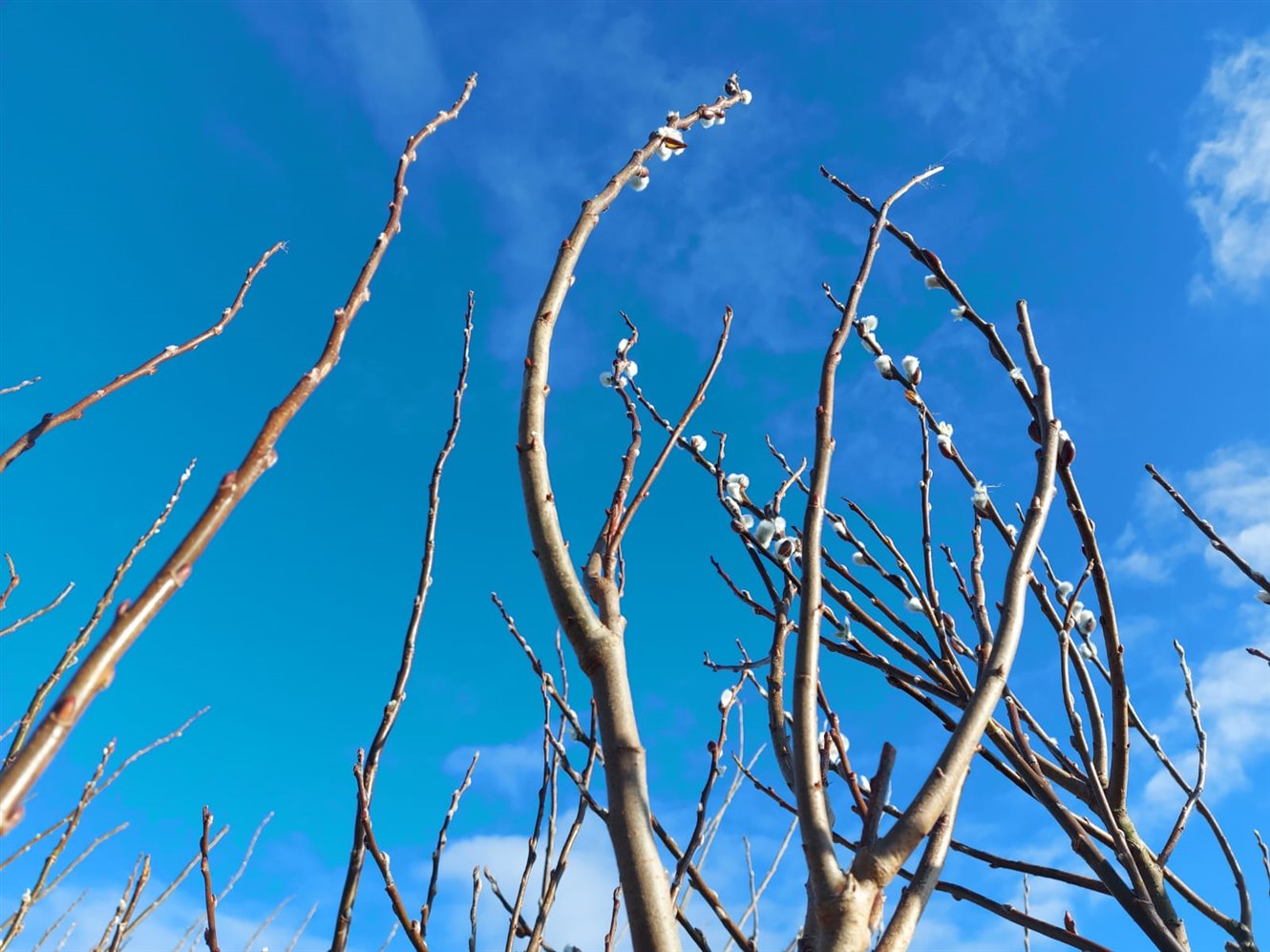 Tree branches with a blue sky behind 