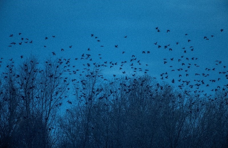 Mixed flock of corvids