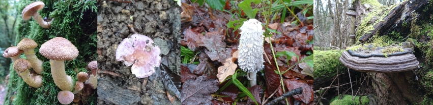 Photos of 4 different fungi including a shaggy inkcap