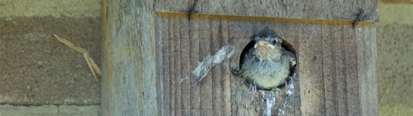 Give Nature a Home this Spring – Celebrate National Nestbox Week!