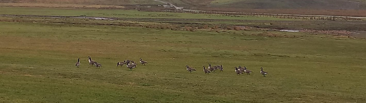 What has been spotted at RSPB Geltsdale in February?