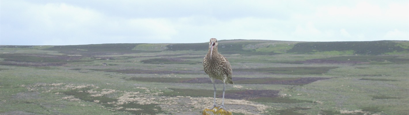 Curlews – a welcome visitor