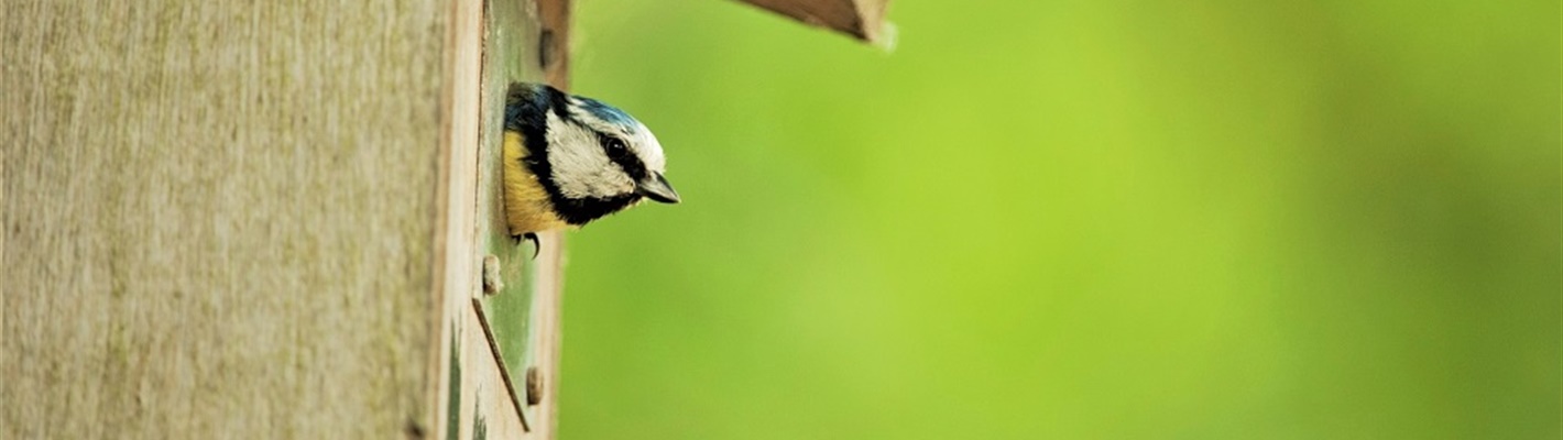 Giving nature a home on National Nest Box Week