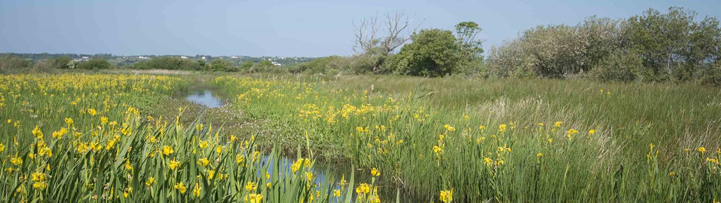 Wildlife takes a shine to the peaceful setting at RSPB Cors Ddyga