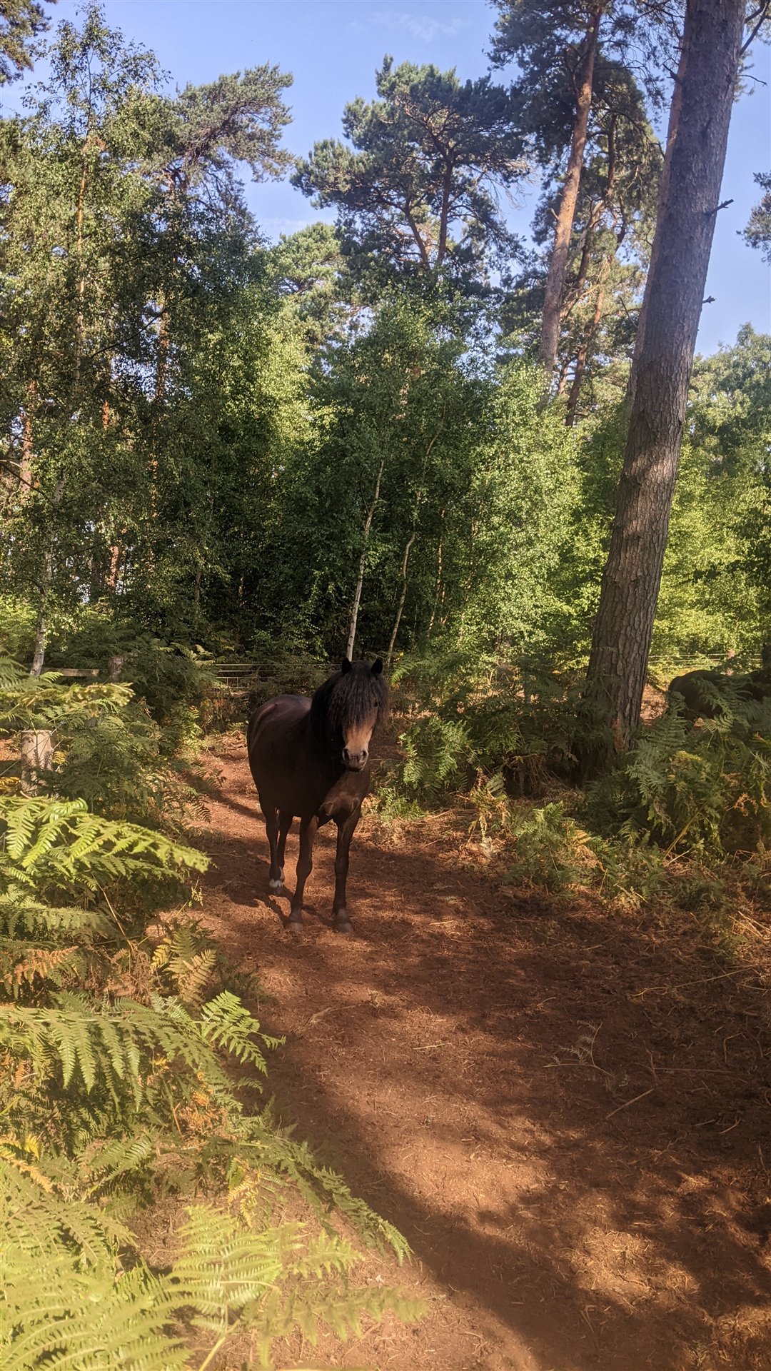 A pony amongst the woodland shade