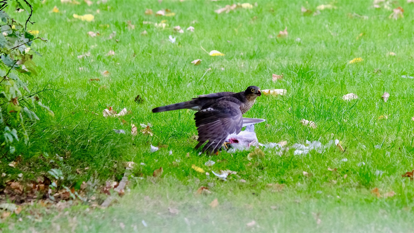 Sparrowhawk in garden