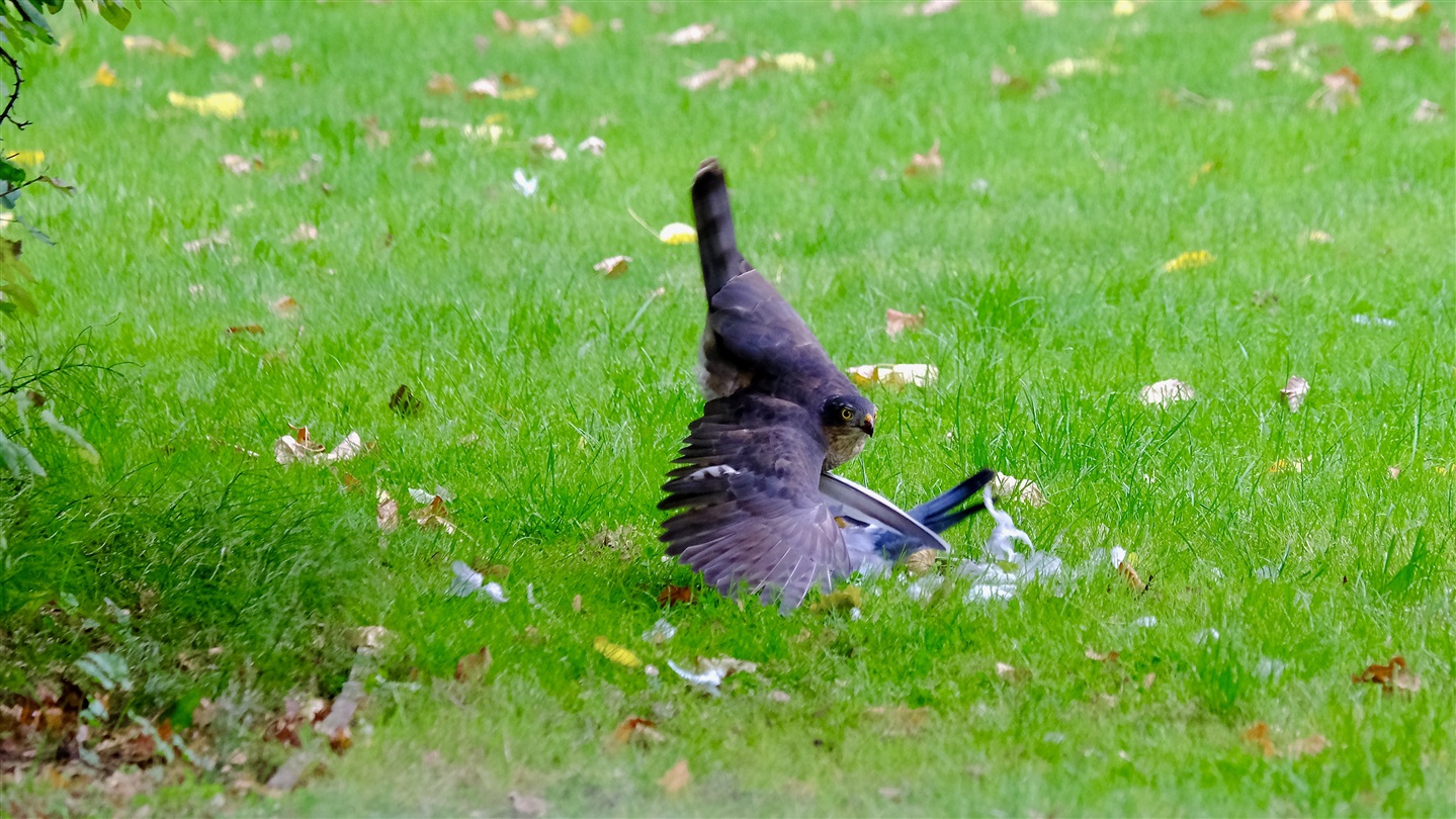 Sparrowhawk in garden