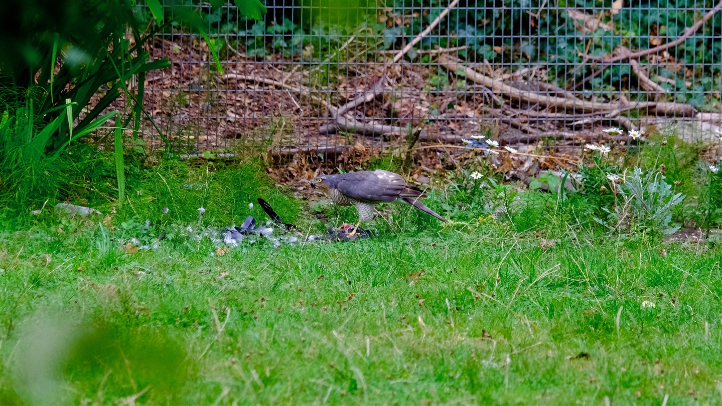 Sparrowhawk in garden