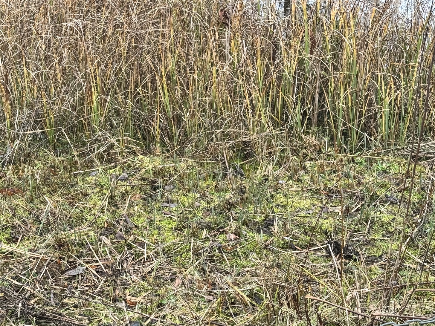 Jack Snipe hiding in the grass