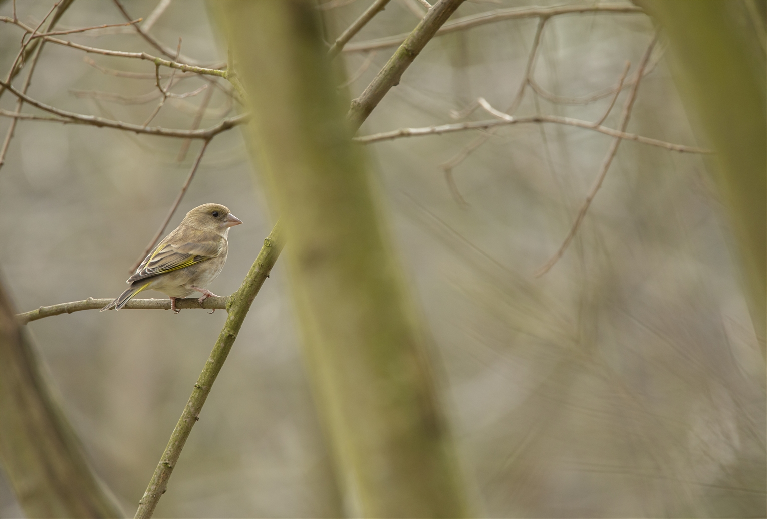 A female Greenfinch in a tree.