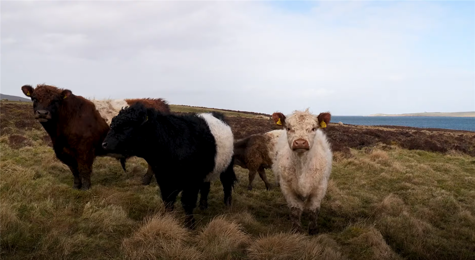 Cows on farm in Orkney which is part of the  North Isles Landscape Partnership Scheme