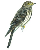  Juvenile Cuckoo