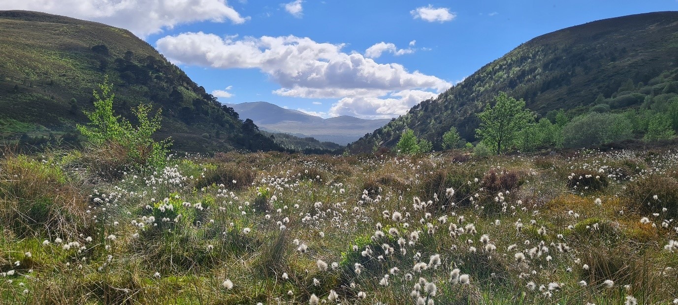 Bog Cotton is growing amongst various grasses and other vegetation in a glen. There are steep hills coming down from the left and right.