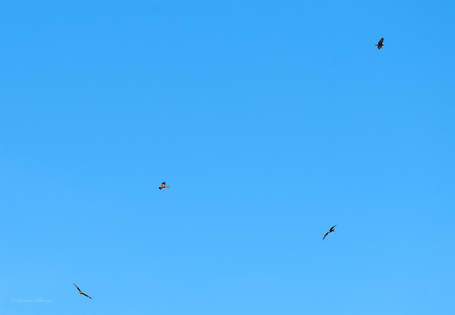 Red Kites and Buzzard stacked