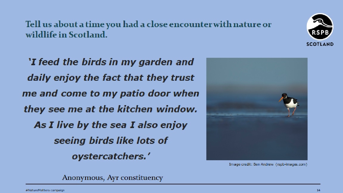 An image of an Oystercatcher next to the following text: "Tell us about a time you had a close encounter with nature or wildlife in Scotland. I feed the birds in my garden and daily enjoy the fact that they trust me and come to my patio door when they see me at the kitchen window. As I live by the sea I also enjoying seeing birds like lots of Oystercatchers. Anyonymous, Ayr constituency."