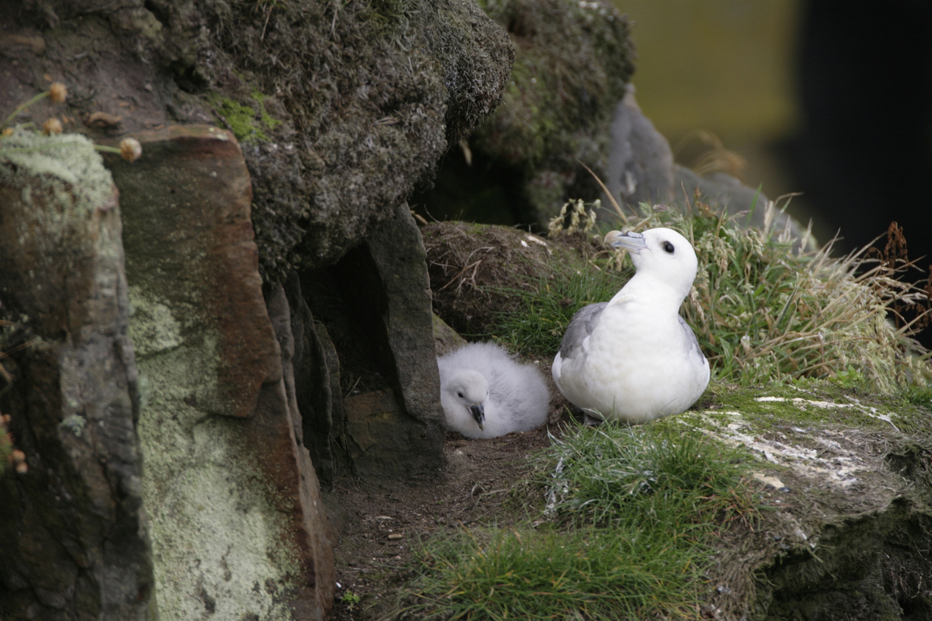A Fulmar and its chick perched on a grassy cliffside.