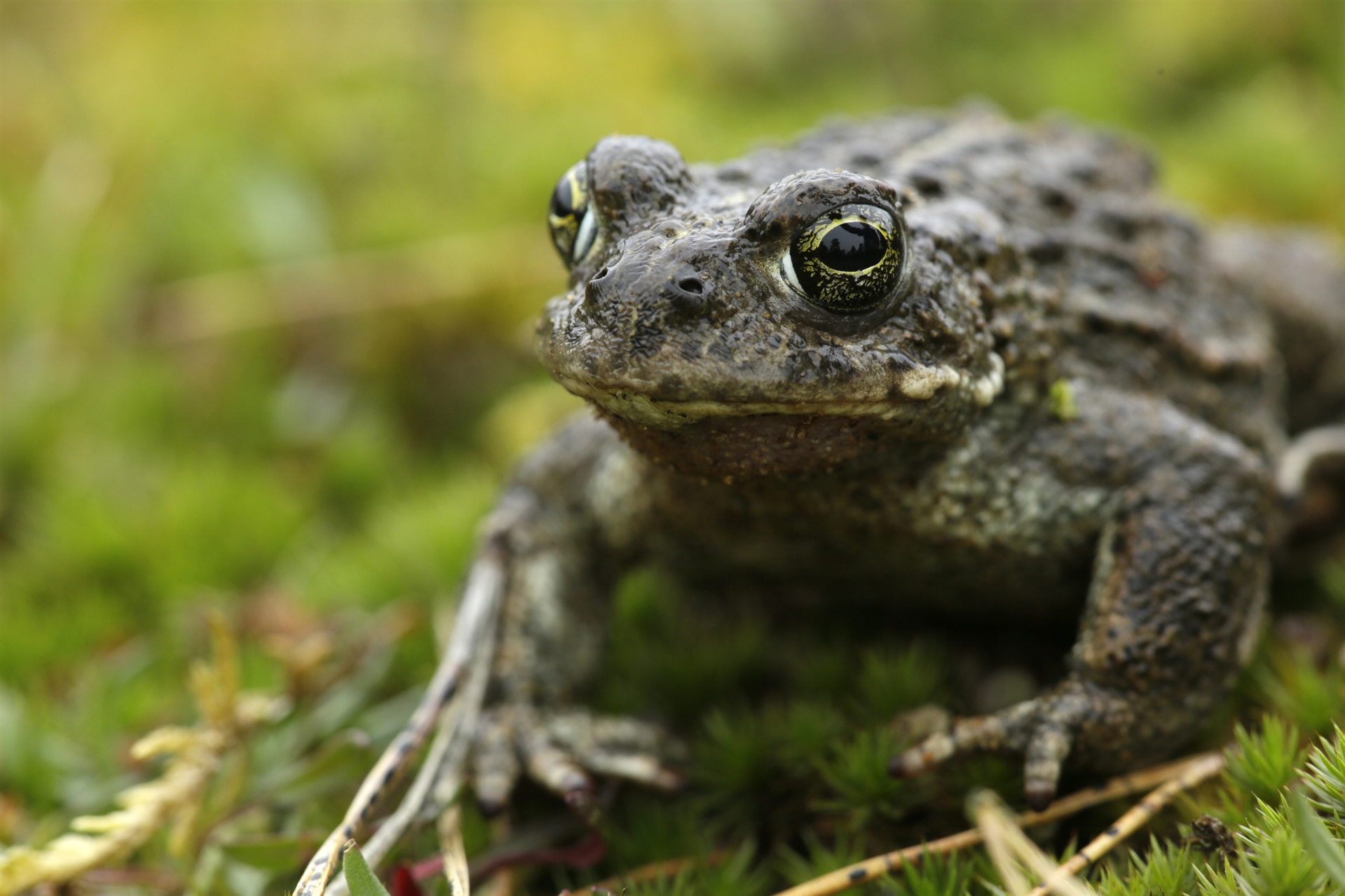 A close-up of a Natterjack Toad. It has a grey-green body, round green eyes and a pale yellow strip down its back.