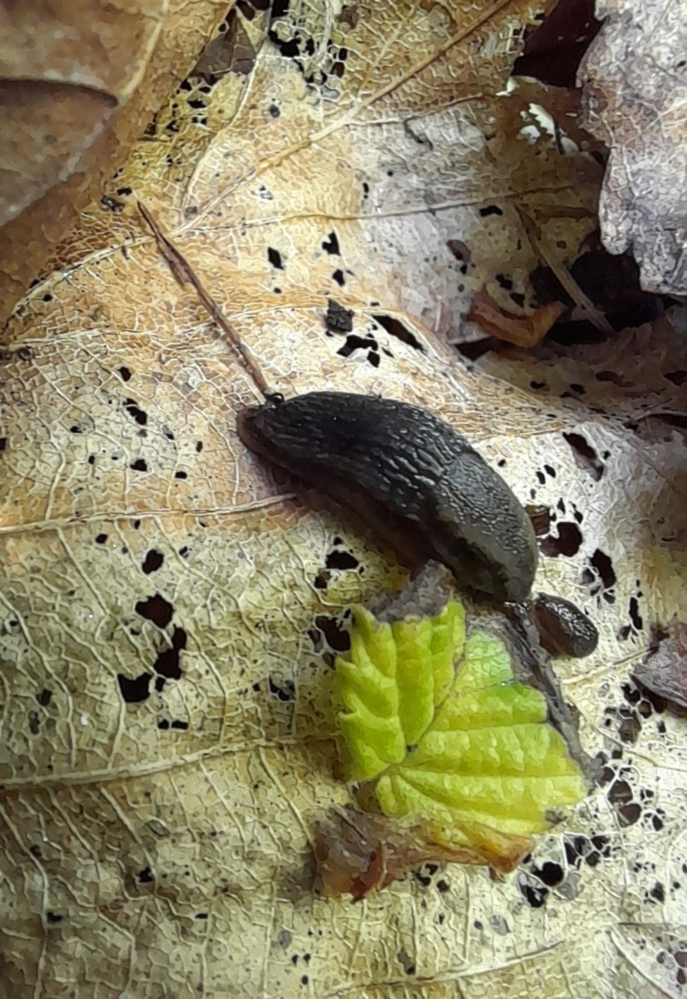 Mabille's Orange Soled Slug