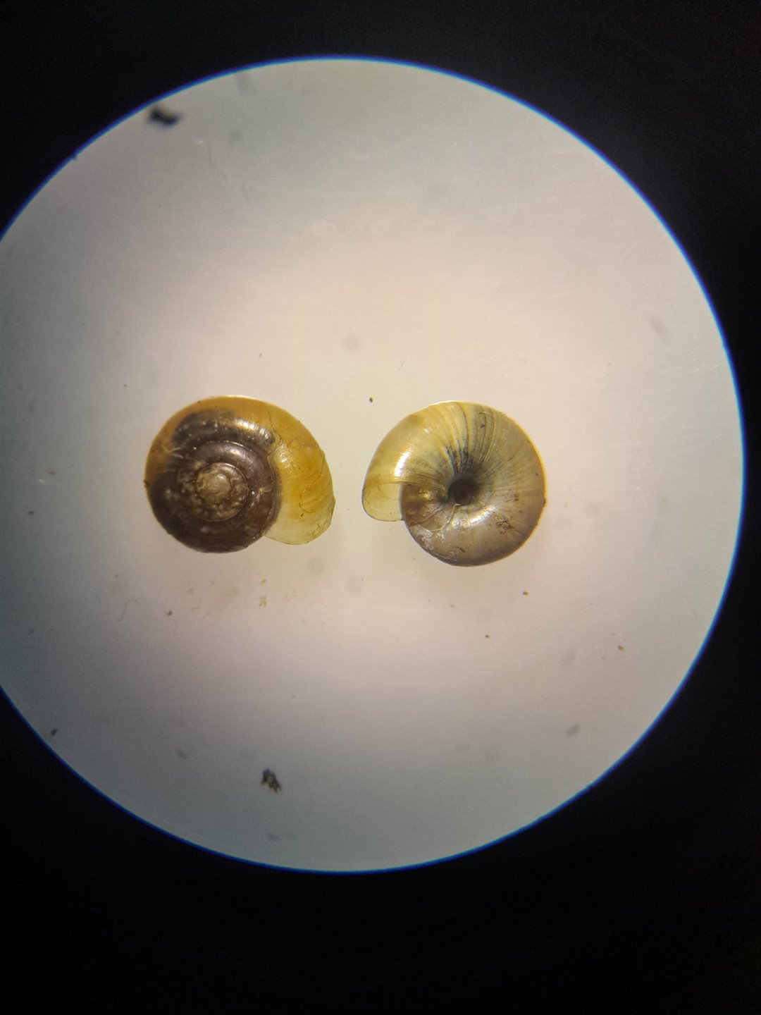 Garlic Glass Snail