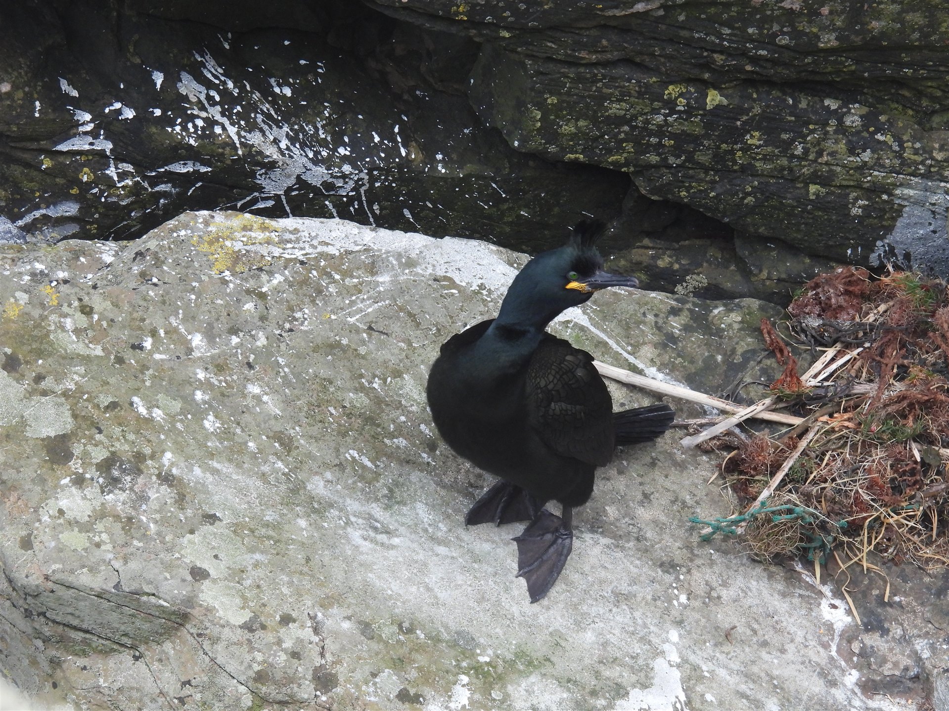 A shag looks sideways at the camera with it's green eye. A nest can be seen to the right hand side