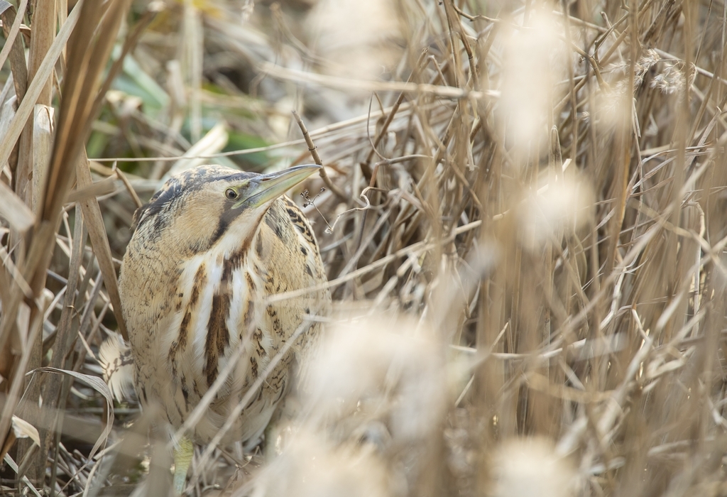 Bittern in a straw coloured reedbed