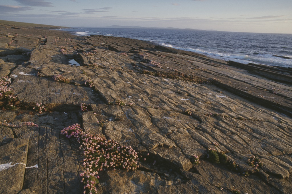 thrift, a plant with pink flowers, growing amongst shoreline fissures at rocky seaside