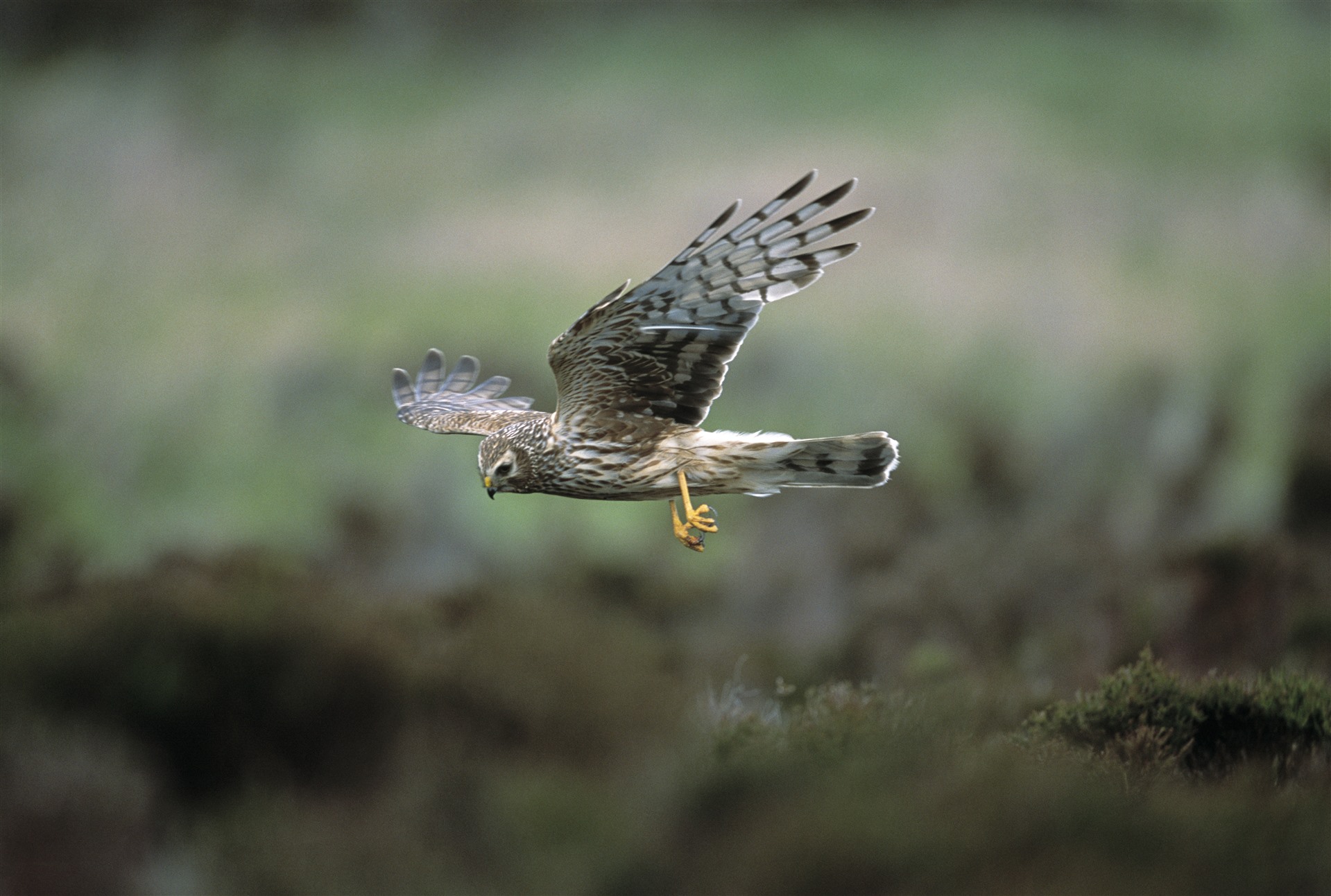 A female Hen Harrier in flight.