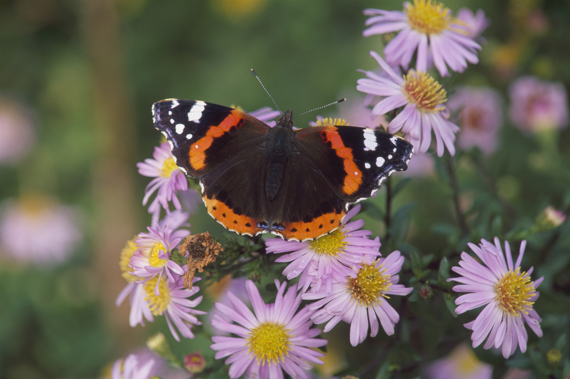 Red Admiral butterfly on purple flowers.