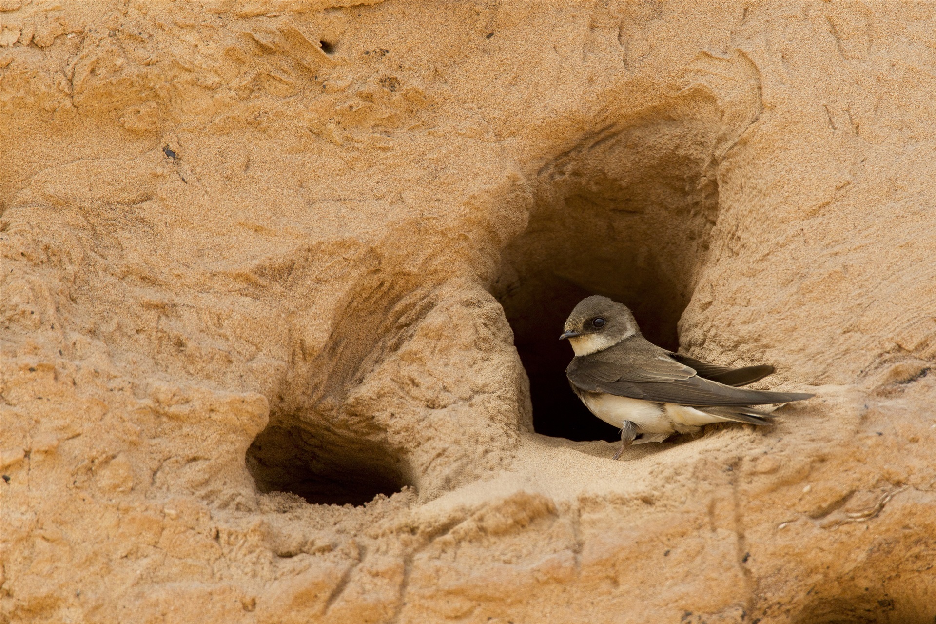 A Sand Martin perched on the edge of a hole in a sandy cliff.